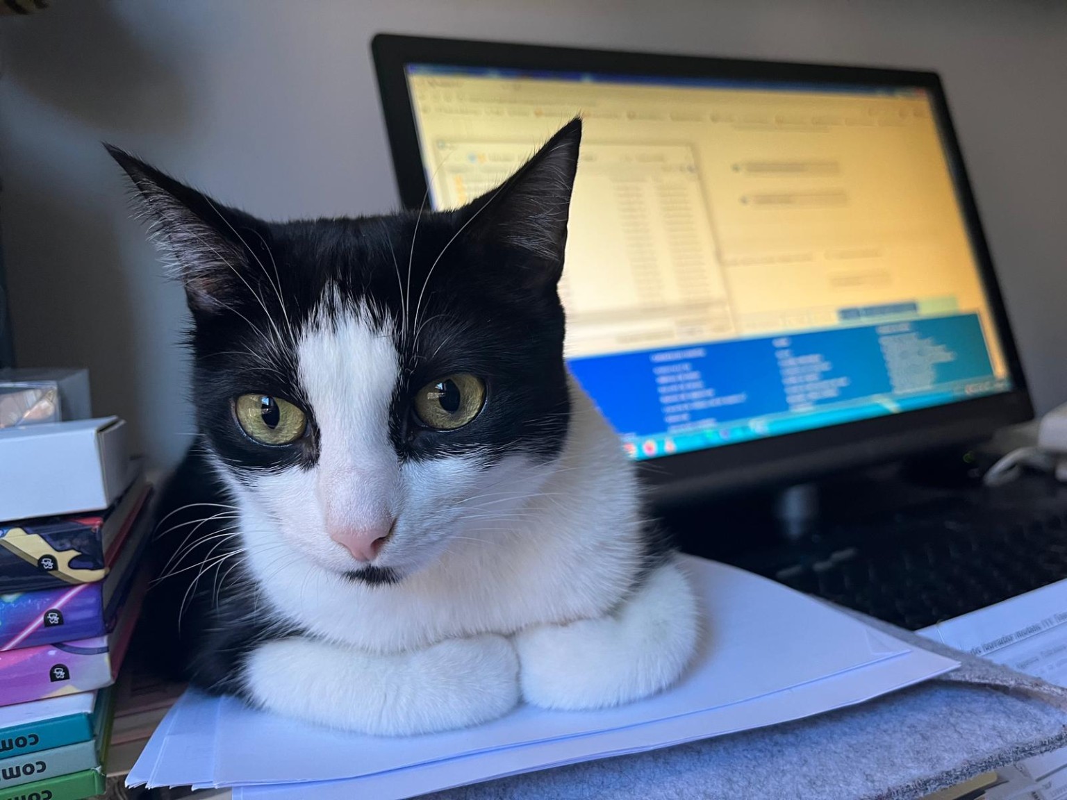 Mila, una gata blanca y negra de mirada inocente, tumbada sobre unos papeles delante de un portátil.